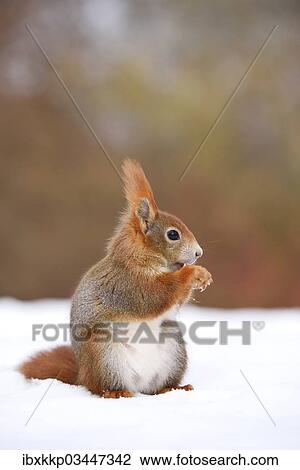 "Red Squirrel (Sciurus vulgaris) feeding in the snow in winter, Leipzig, Saxony, Germany, Europe" View Large Photo Image Stock Image - "Red Squirrel (Sciurus vulgaris) feeding in the snow in winter, Leipzig, Saxony, Germany, Europe". Fotosearch