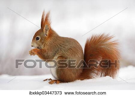 "Red Squirrel (Sciurus vulgaris) feeding in the snow in winter, Leipzig, Saxony, Germany, Europe" View Large Photo Image Stock Image - "Red Squirrel (Sciurus vulgaris) feeding in the snow in winter, Leipzig, Saxony, Germany, Europe". Fotosearch