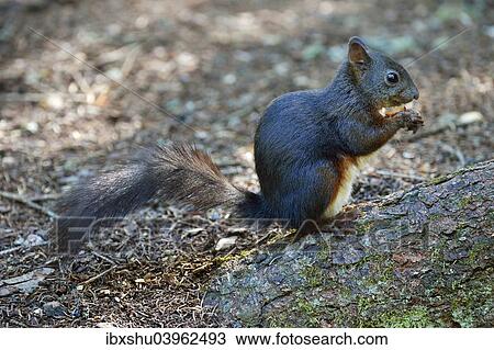 Stock Image - "Red Squirrel (Sciurus vulgaris) feeding, Canton of Graubunden, Switzerland, Europe". Fotosearch