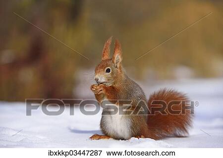 "Red Squirrel (Sciurus vulgaris) feeding in the snow in winter, Leipzig, Saxony, Germany, Europe" View Large Photo Image Stock Photo - "Red Squirrel (Sciurus vulgaris) feeding in the snow in winter, Leipzig, Saxony, Germany, Europe". Fotosearch