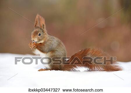 "Red Squirrel (Sciurus vulgaris) feeding in the snow in winter, Leipzig, Saxony, Germany, Europe" View Large Photo Image Stock Photo - "Red Squirrel (Sciurus vulgaris) feeding in the snow in winter, Leipzig, Saxony, Germany, Europe". Fotosearch