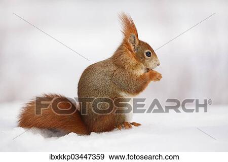 "Red Squirrel (Sciurus vulgaris) feeding in the snow in winter, Leipzig, Saxony, Germany, Europe" View Large Photo Image Stock Photo - "Red Squirrel (Sciurus vulgaris) feeding in the snow in winter, Leipzig, Saxony, Germany, Europe". Fotosearch