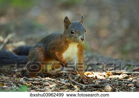 "Red Squirrel (Sciurus vulgaris), Canton of Graubunden, Switzerland, Europe" View Large Photo Image Stock Photo - "Red Squirrel (Sciurus vulgaris), Canton of Graubunden, Switzerland, Europe". Fotosearch