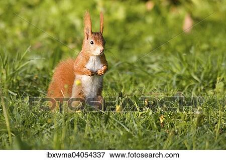 "Red Squirrel (Sciurus vulgaris), Hesse, Germany, Europe" View Large Photo Image Stock Photo - "Red Squirrel (Sciurus vulgaris), Hesse, Germany, Europe". Fotosearch