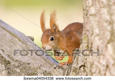 "Red Squirrel (Sciurus vulgaris), Hesse, Germany, Europe" View Large Photo Image Stock Photo - "Red Squirrel (Sciurus vulgaris), Hesse, Germany, Europe". Fotosearch