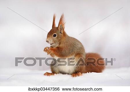 "Red Squirrel (Sciurus vulgaris) feeding in the snow in winter, Leipzig, Saxony, Germany, Europe" View Large Photo Image Stock Photograph - "Red Squirrel (Sciurus vulgaris) feeding in the snow in winter, Leipzig, Saxony, Germany, Europe". Fotosearch