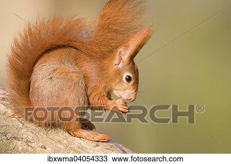 "Red Squirrel (Sciurus vulgaris) with a hazelnut, Hesse, Germany, Europe" View Large Photo Image Stock Image - "Red Squirrel (Sciurus vulgaris) with a hazelnut, Hesse, Germany, Europe". Fotosearch