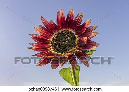 Red Sunflower (Helianthus annuus) View Large Photo Image Stock Image - Red Sunflower (Helianthus annuus). Fotosearch