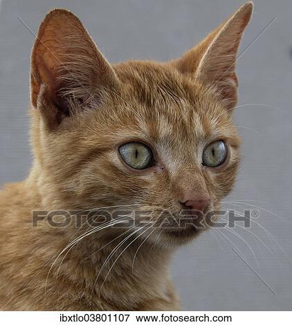 Stock Photo - "Red tabby cat, portrait". Fotosearch