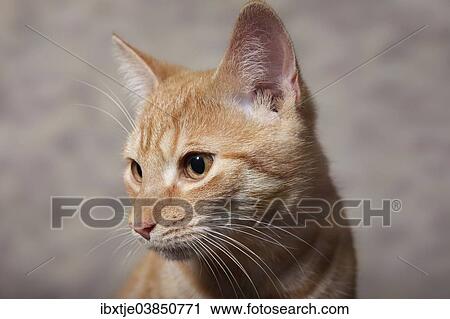 "Red tabby domestic cat, circa 6 months, portrait" View Large Photo Image Stock Image - "Red tabby domestic cat, circa 6 months, portrait". Fotosearch