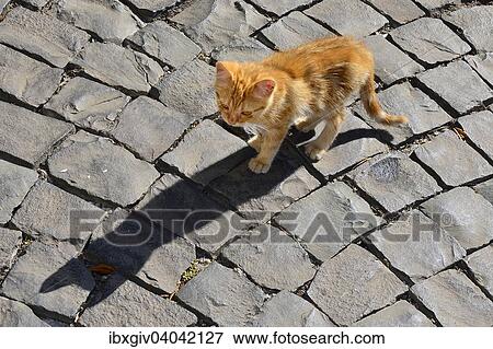 "Red tabby kitten, young cat, alley cat, Tuscania, Viterbo, Lazio, Italy, Europe" View Large Photo Image Stock Photo - "Red tabby kitten, young cat, alley cat, Tuscania, Viterbo, Lazio, Italy, Europe". Fotosearch
