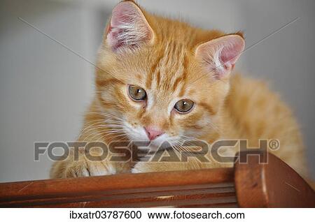 "Red tabby tom, kitten, about 11 weeks, lying on a wooden chair" View Large Photo Image Stock Image - "Red tabby tom, kitten, about 11 weeks, lying on a wooden chair". Fotosearch