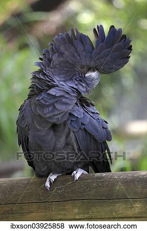 "Red-tailed Black Cockatoo (Calyptorhynchus banksii), Australia, Oceania" View Large Photo Image Stock Photo - "Red-tailed Black Cockatoo (Calyptorhynchus banksii), Australia, Oceania". Fotosearch