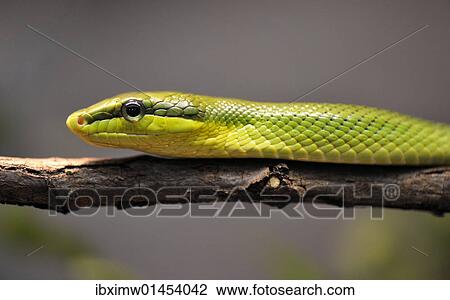 Stock Image - Red-tailed rattle snake (Gonyosoma oxycephala). Fotosearch