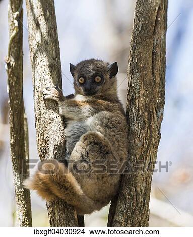 Picture - "Red-tailed Sportive Lemur (Lepilemur ruficaudatus), Zombitse-Vohibasia National Park, Madagascar, Africa". Fotosearch