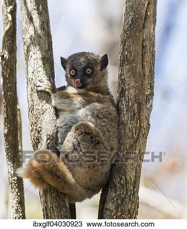 "Red-tailed Sportive Lemur (Lepilemur ruficaudatus), Zombitse-Vohibasia National Park, Madagascar, Africa" View Large Photo Image Stock Image - "Red-tailed Sportive Lemur (Lepilemur ruficaudatus), Zombitse-Vohibasia National Park, Madagascar, Africa". Fotosearch