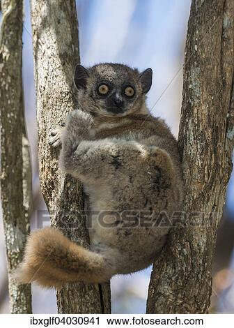 "Red-tailed Sportive Lemur (Lepilemur ruficaudatus), Zombitse-Vohibasia National Park, Madagascar, Africa" View Large Photo Image Stock Image - "Red-tailed Sportive Lemur (Lepilemur ruficaudatus), Zombitse-Vohibasia National Park, Madagascar, Africa". Fotosearch