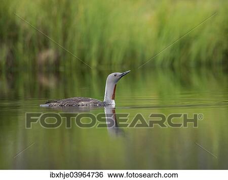 Stock Photograph - "Red-throated loon (Gavia stellata), Orebro Lan, Sweden, Europe". Fotosearch