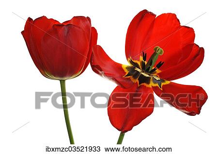 "Red tulip flowers (Tulipa), one withered flower, Eckental, Middle Franconia, Bavaria, Germany, Europe" View Large Photo Image Stock Image - "Red tulip flowers (Tulipa), one withered flower, Eckental, Middle Franconia, Bavaria, Germany, Europe". Fotosearch
