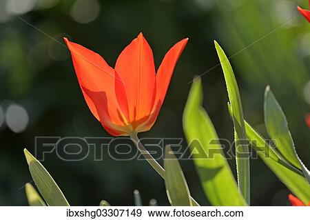 "Red tulip (Tulipa), flowering, Germany, Europe" View Large Photo Image Stock Photo - "Red tulip (Tulipa), flowering, Germany, Europe". Fotosearch