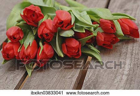 Red Tulips (Tulipa) lying on a wooden box View Large Photo Image Stock Image - Red Tulips (Tulipa) lying on a wooden box. Fotosearch