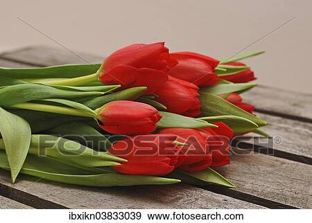 Stock Photo - Red Tulips (Tulipa) lying on a wooden box. Fotosearch
