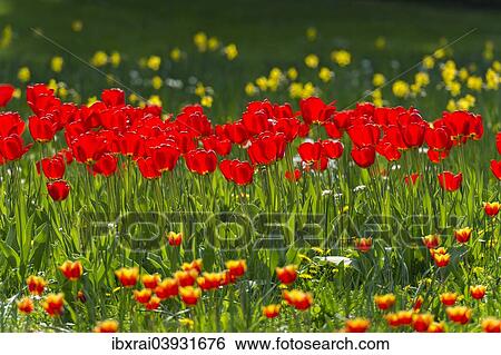 "Red tulips (Tulipa) on a flower meadow, Hesse, Germany, Europe" View Large Photo Image Stock Photograph - "Red tulips (Tulipa) on a flower meadow, Hesse, Germany, Europe". Fotosearch