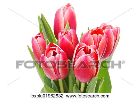 Red tulips (Tulipa) View Large Photo Image Stock Image - Red tulips (Tulipa). Fotosearch