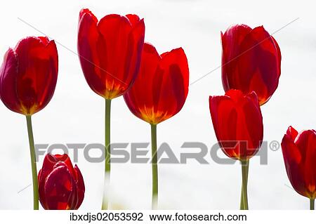 Red tulips (Tulipa) View Large Photo Image Stock Image - Red tulips (Tulipa). Fotosearch