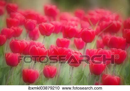 "Red tulips (Tulipa), Baden-Wurttemberg, Germany, Europe" View Large Photo Image Stock Image - "Red tulips (Tulipa), Baden-Wurttemberg, Germany, Europe". Fotosearch