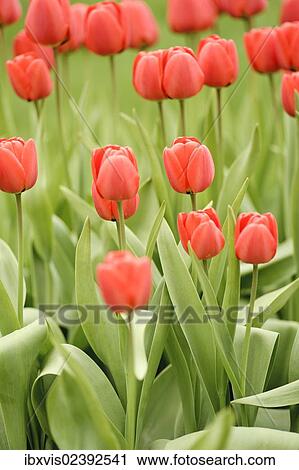 "Red Tulips (Tulipa), Sweden, Europe" View Large Photo Image Stock Image - "Red Tulips (Tulipa), Sweden, Europe". Fotosearch