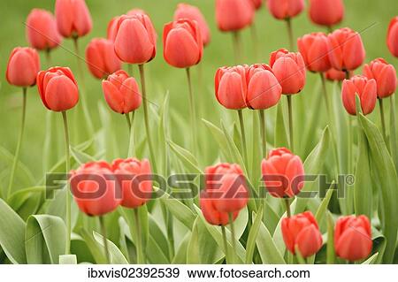 "Red Tulips (Tulipa), Sweden, Europe" View Large Photo Image Stock Photo - "Red Tulips (Tulipa), Sweden, Europe". Fotosearch