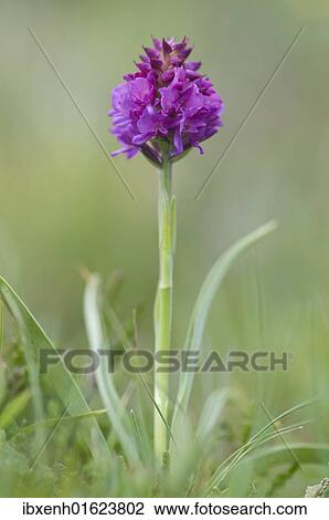 Stock Image - Red Vanilla Orchid (Nigritella rubra). Fotosearch