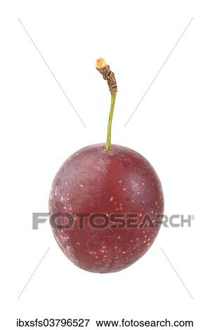 Red variety of the cherry plum or myrobalan View Large Photo Image Stock Photo - Red variety of the cherry plum or myrobalan. Fotosearch