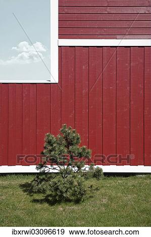 "Red wall of a Danish holiday home, a small pine at front, clouds are reflected in the window, Denmark, Europe" View Large Photo Image Stock Photo - "Red wall of a Danish holiday home, a small pine at front, clouds are reflected in the window, Denmark, Europe". Fotosearch