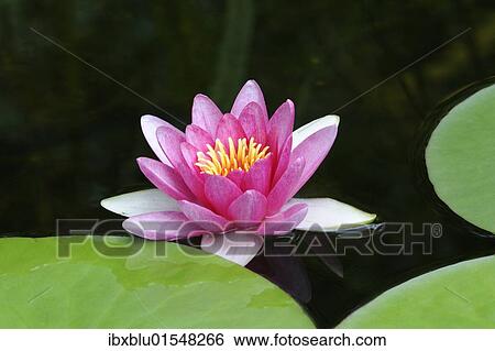 Red Water Lily (Nymphaea) View Large Photo Image Stock Photograph - Red Water Lily (Nymphaea). Fotosearch