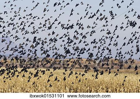 "Red-winged Blackbirds (Agelaius phoeniceus), swarm flying, wintering in the Bosque del Apache Wildlife Refuge, New Mexico, USA" View Large Photo Image Stock Image - "Red-winged Blackbirds (Agelaius phoeniceus), swarm flying, wintering in the Bosque del Apache Wildlife Refuge, New Mexico, USA". Fotosearch