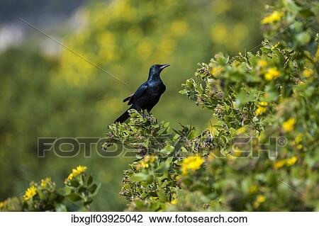 "Red-winged Starling (Onychognathus morio), Fynbos, Western Cape, South Africa, Africa" View Large Photo Image Stock Image - "Red-winged Starling (Onychognathus morio), Fynbos, Western Cape, South Africa, Africa". Fotosearch