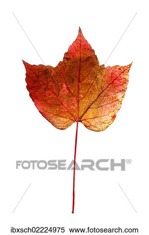"Reddish-coloured autumn leaf, Virginia creeper" View Large Photo Image Stock Photography - "Reddish-coloured autumn leaf, Virginia creeper". Fotosearch