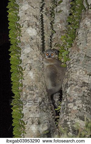 Stock Image - "Reddish-gray Mouse Lemur (Microcebus griseorufus) in an octopus tree, Toliara Province, Madagascar, Africa". Fotosearch