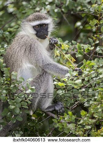 Stock Image - "Reddish-green Vervet Monkey (Chlorocebus pygerythrus rufoviridis), Ishasha, Queen Elizabeth National Park, Uganda, Africa". Fotosearch