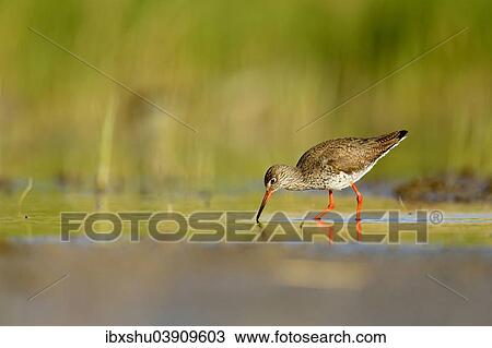 Stock Image - "Redshank (Tringa totanus), Burgenland, Austria, Europe". Fotosearch