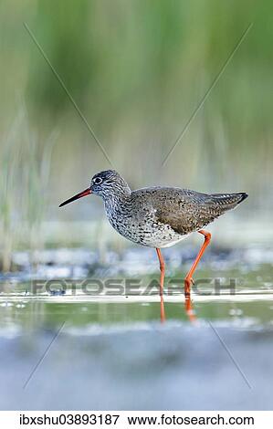 "Redshank (Tringa totanus), Burgenland, Austria, Europe" View Large Photo Image Stock Photo - "Redshank (Tringa totanus), Burgenland, Austria, Europe". Fotosearch