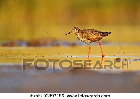"Redshank (Tringa totanus), Burgenland, Austria, Europe" View Large Photo Image Stock Photograph - "Redshank (Tringa totanus), Burgenland, Austria, Europe". Fotosearch