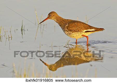 Stock Photography - "Redshank (Tringa totanus), Burgenland, Austria, Europe". Fotosearch