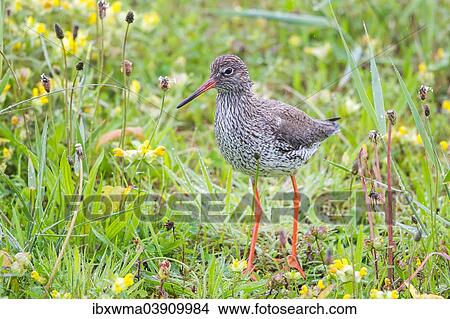 "Redshank (Tringa totanus) on a meadow, Texel, West Frisian Islands, North Holland, Holland, The Netherlands, Europe" View Large Photo Image Picture - "Redshank (Tringa totanus) on a meadow, Texel, West Frisian Islands, North Holland, Holland, The Netherlands, Europe". Fotosearch