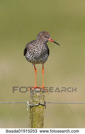 "Redshank (Tringa totanus) perched on a fence post, Lauwersmeer National Park, Holland, Netherlands, Europe" View Large Photo Image Stock Image - "Redshank (Tringa totanus) perched on a fence post, Lauwersmeer National Park, Holland, Netherlands, Europe". Fotosearch