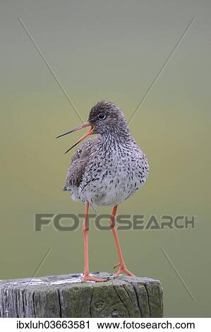 "Redshank (Tringa totanus) perched on a post, Buren, Ameland, The Netherlands, Europe" View Large Photo Image Stock Image - "Redshank (Tringa totanus) perched on a post, Buren, Ameland, The Netherlands, Europe". Fotosearch