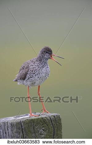 "Redshank (Tringa totanus) perched on a post, Buren, Ameland, The Netherlands, Europe" View Large Photo Image Stock Image - "Redshank (Tringa totanus) perched on a post, Buren, Ameland, The Netherlands, Europe". Fotosearch