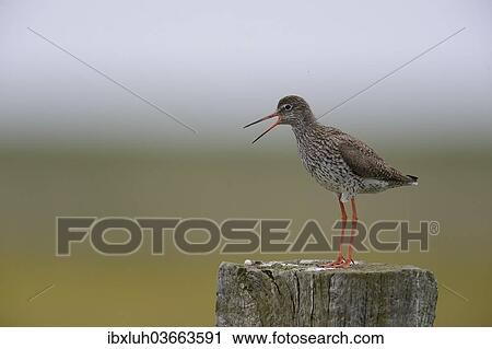 Stock Image - "Redshank (Tringa totanus) perched on a post, Buren, Ameland, The Netherlands, Europe". Fotosearch